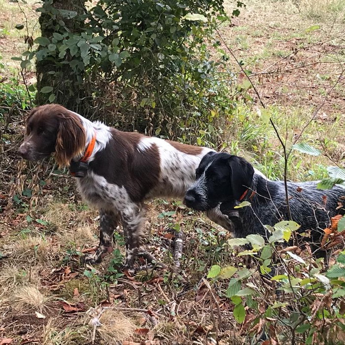 la closerie des coqs, domaine de chasse aux faisans en Bourgogne